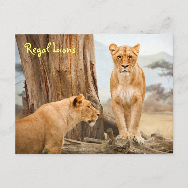 Carte postale Regal Lions (Devant)