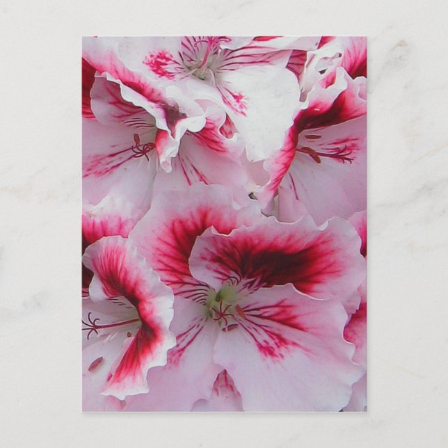 Carte postale Regal Pelargonium (Devant)