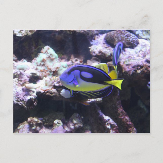 Carte Postale Regal Tang & Empereur Ange (Devant)