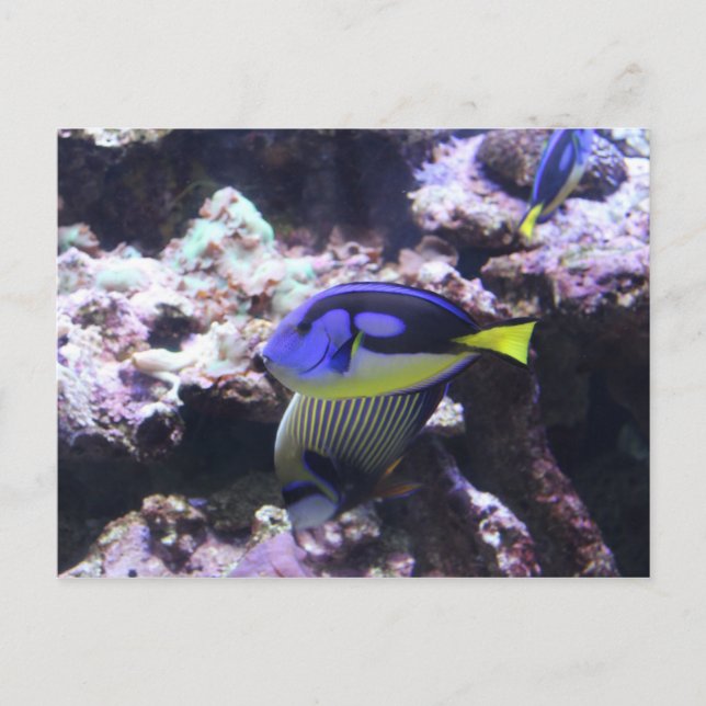 Carte Postale Regal Tang et l'empereur Angelfish # 2 (Devant)