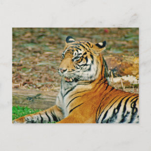 Carte Postale Regal Tiger