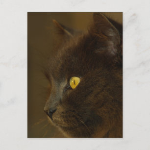 Carte Postale Regard