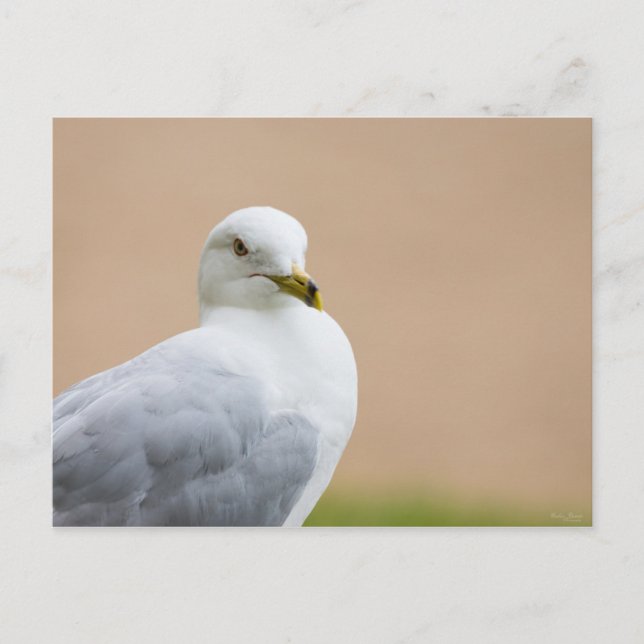 Carte Postale Regard (Devant)
