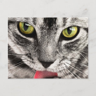 Carte Postale Regard de chat