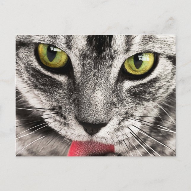 Carte Postale Regard de chat (Devant)