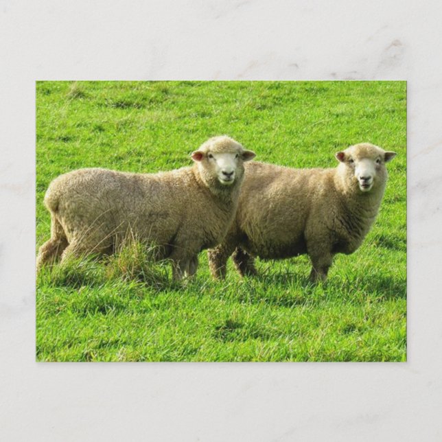 Carte Postale regard de moutons (Devant)