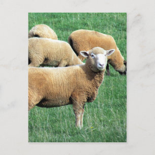 Carte Postale regard de moutons