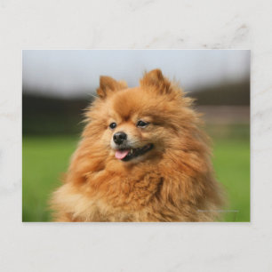 Carte Postale Regard de Pomeranian