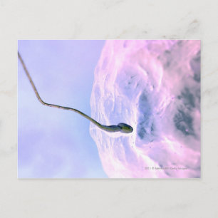 Carte Postale Regard enrichi sur un sperme fertilisant un oeuf