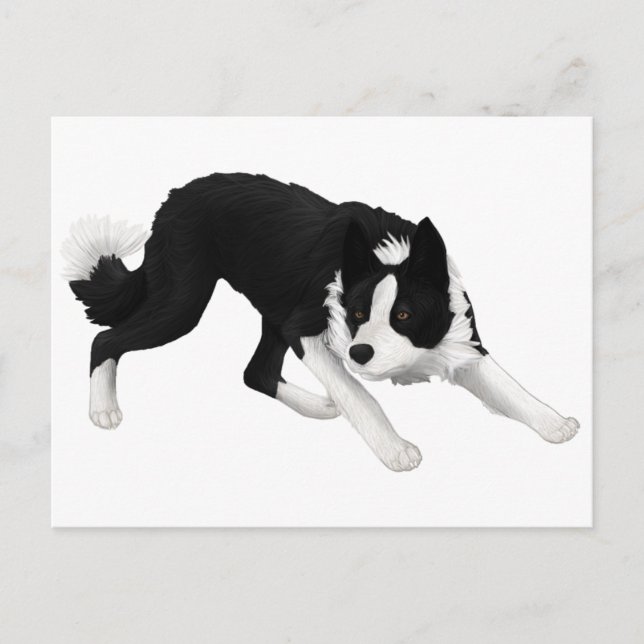 Carte Postale Regard fixe de border collie (Devant)