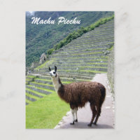 regard peru llama