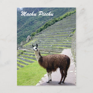 Carte Postale regard peru llama