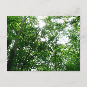 Carte Postale Regard sur les arbres d'été
