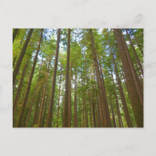 Carte Postale Regard vers la forêt ancienne