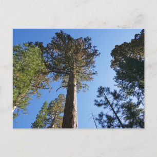 Carte Postale Regardant vers Mariposa Grove