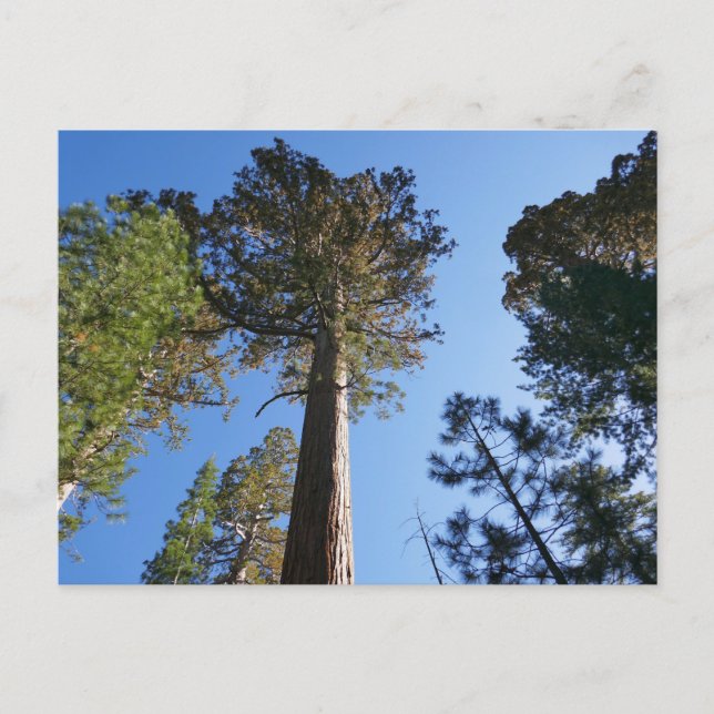 Carte Postale Regardant vers Mariposa Grove (Devant)