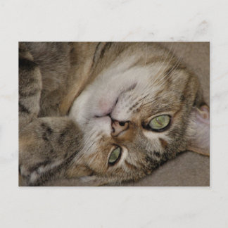 Carte Postale Regarde, je suis mignon chat