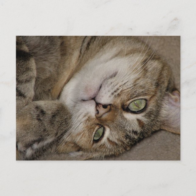 Carte Postale Regarde, je suis mignon chat (Devant)
