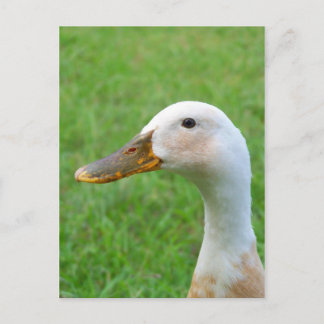 Carte Postale regarde-moi