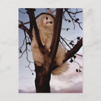 Carte Postale Regarde-moi !