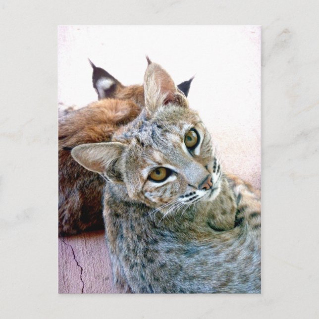 Carte Postale Regarder | Personnalisable (Devant)