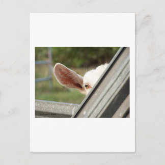 Carte Postale Regardez une chèvre blanche en chèvre ! Image d'at