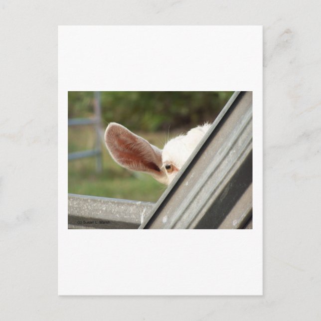 Carte Postale Regardez une chèvre blanche en chèvre ! Image d'at (Devant)