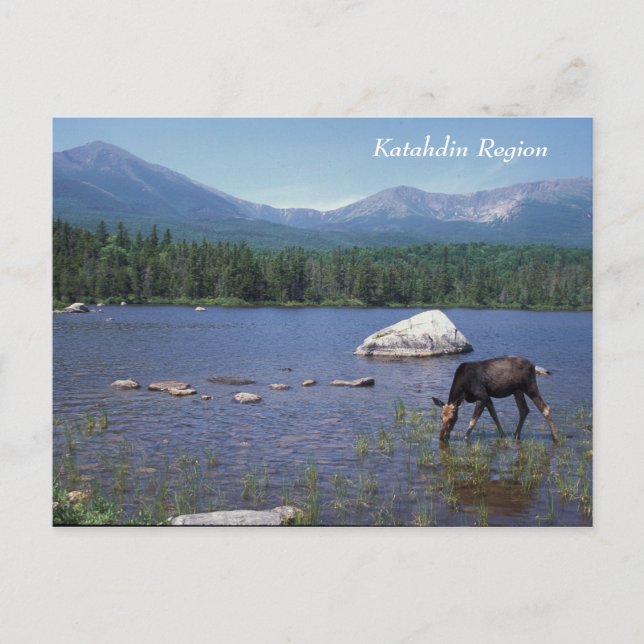 Carte Postale Région de Katahdin Maine Moose (Devant)