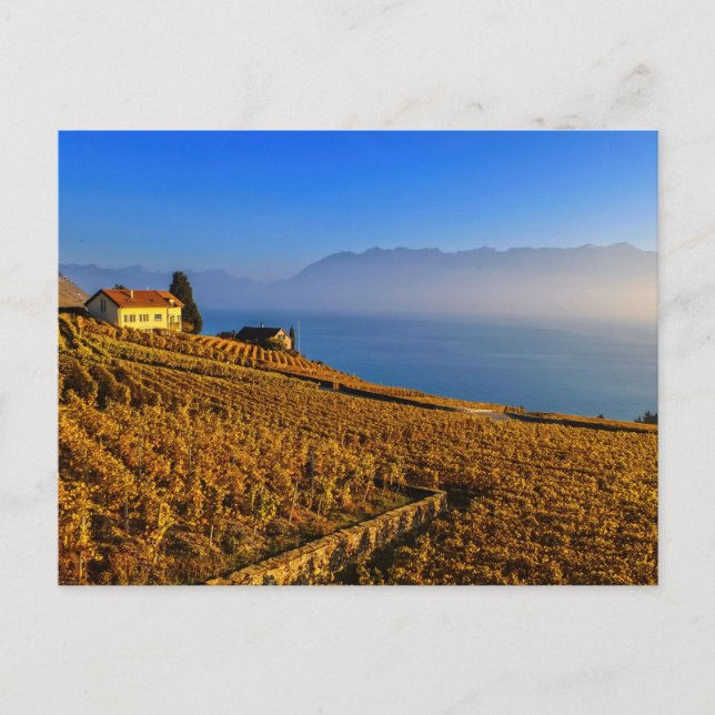 Carte Postale Région du Lavaux, Vaud, Suisse (Devant)
