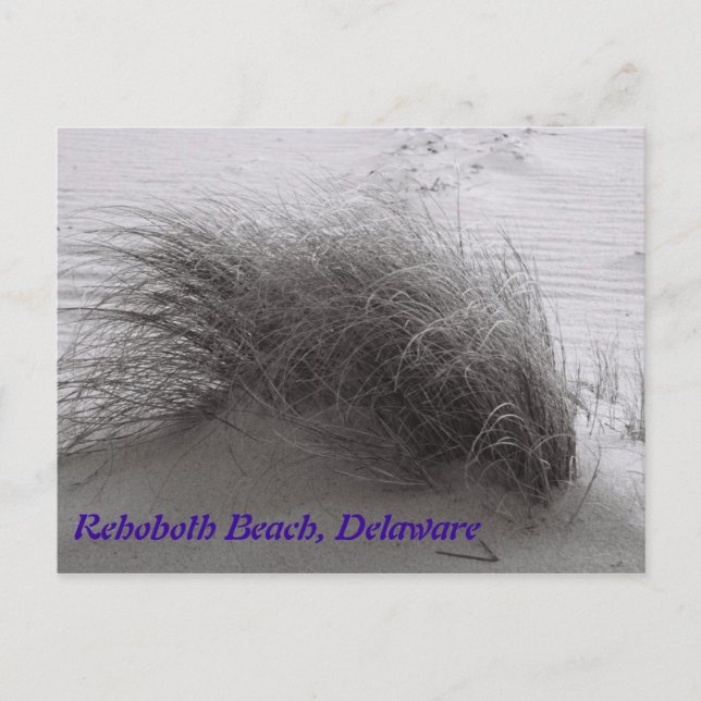 Carte postale Rehoboth Beach Gris (Devant)