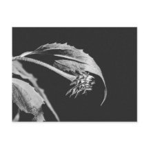 Réimpression de photo de fleur flétrie gothique