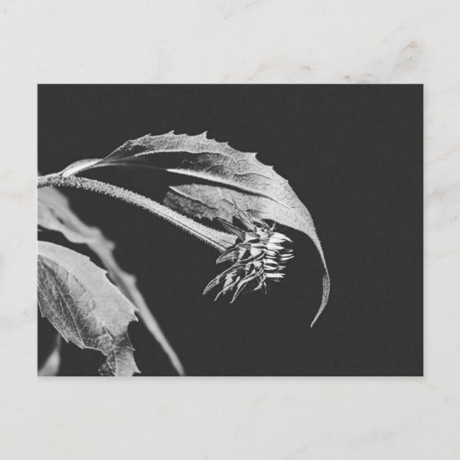 Carte Postale Réimpression de photo de fleur flétrie gothique (Devant)