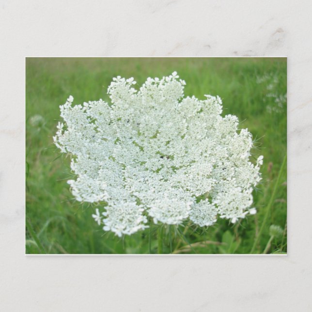 Carte Postale Reine Annes Lace (Devant)