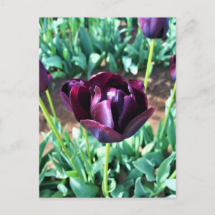 Carte Postale Reine de la Tulipe de nuit, Oregon