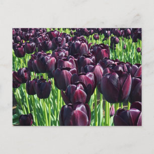 Carte Postale Reine des Tulips