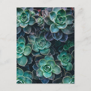 Carte Postale Relaxant Vert Bleu Succulent Cactus Plantes