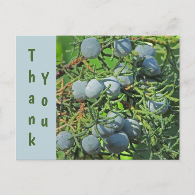 Carte Postale Remerciement Baies de Pin de Printemps Photo (Devant)