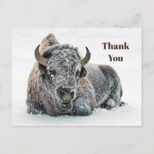 Carte Postale Remerciement pour la photo de buffles sauvages dan