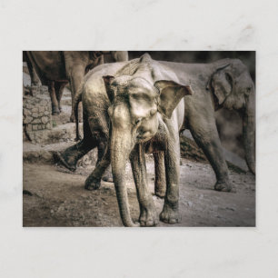 Carte Postale Remerciements