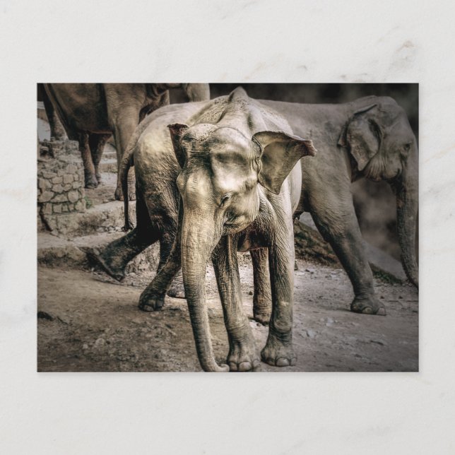 Carte Postale Remerciements (Devant)