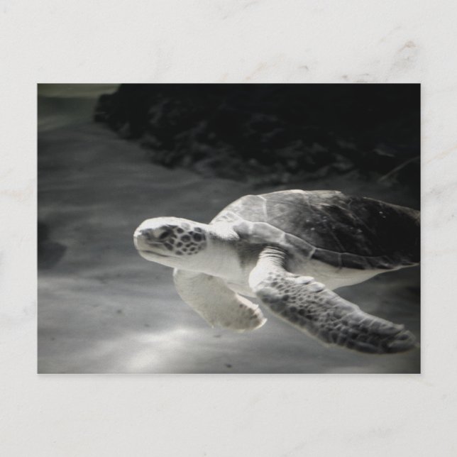 Carte Postale Remerciements du réservoir de tortue (Devant)