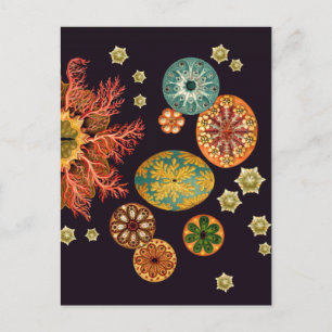 Carte postale Remix Sea Squirt