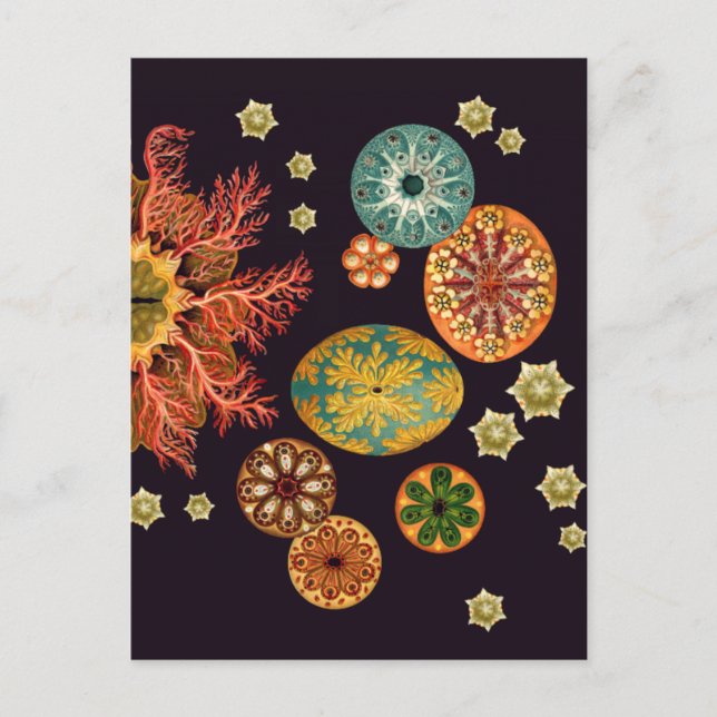 Carte postale Remix Sea Squirt (Devant)