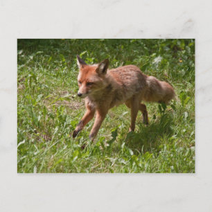 Carte Postale Renard