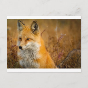 Carte Postale renard