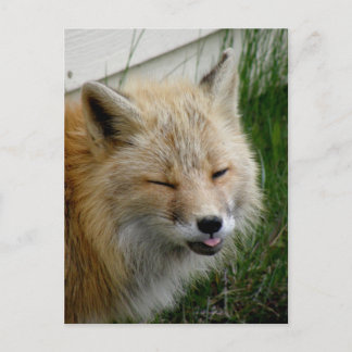 Carte Postale Renard Aléoutien Avec Une Expression Drôle