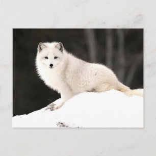 Carte Postale Renard arctique