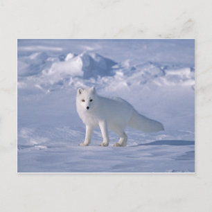 Carte Postale Renard arctique