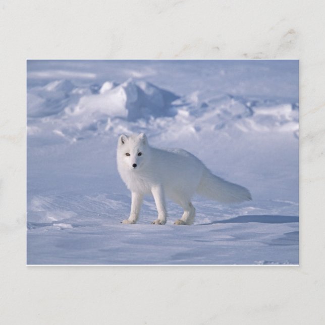 Carte Postale Renard arctique (Devant)