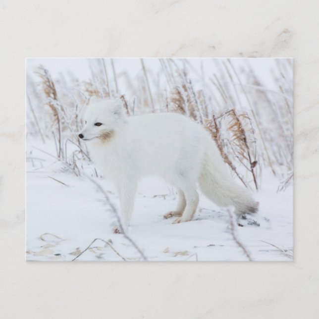 Carte Postale Renard arctique (Devant)